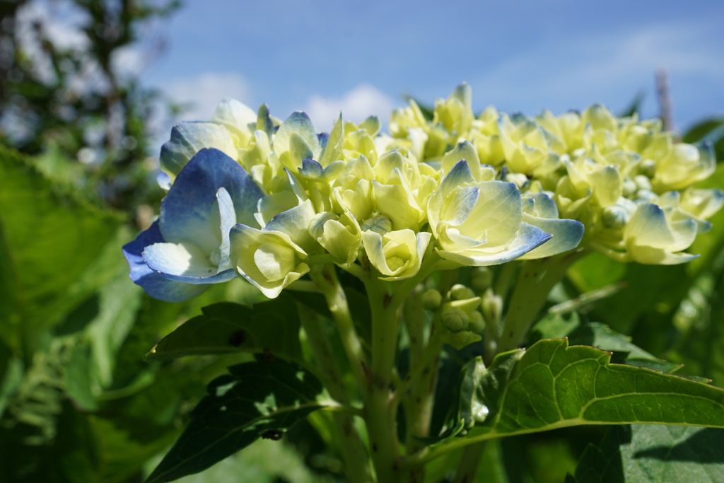 紫陽花と青空