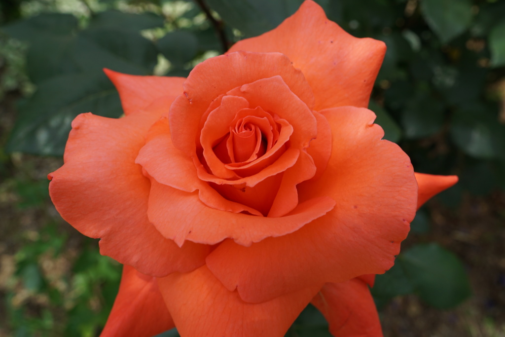 橙色薔薇