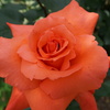 橙色薔薇