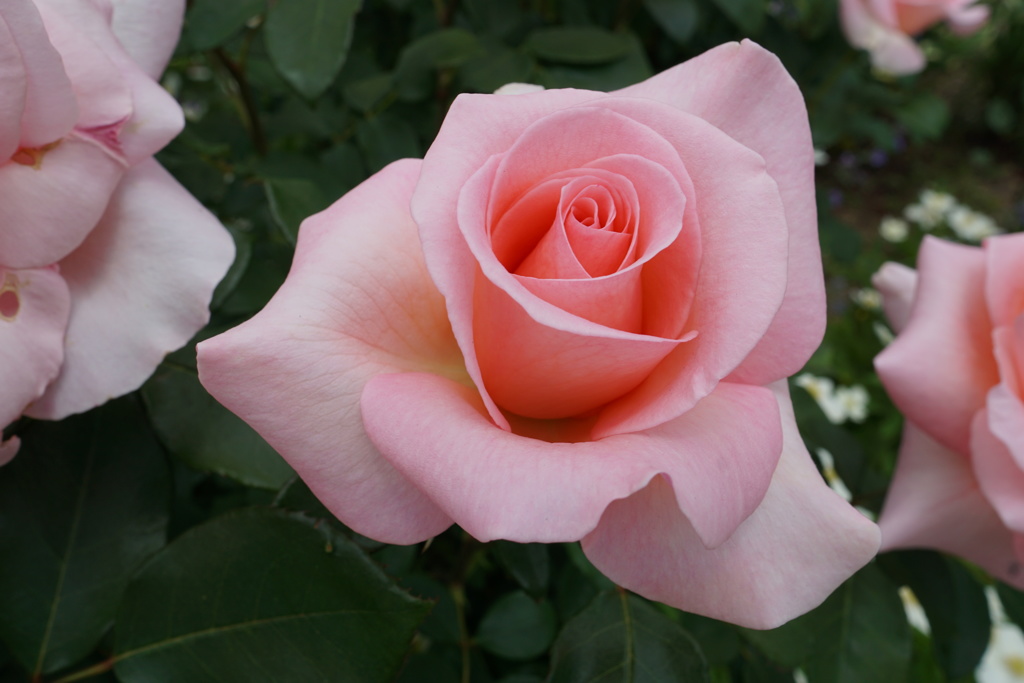 初めての薔薇