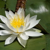 蓮の白花