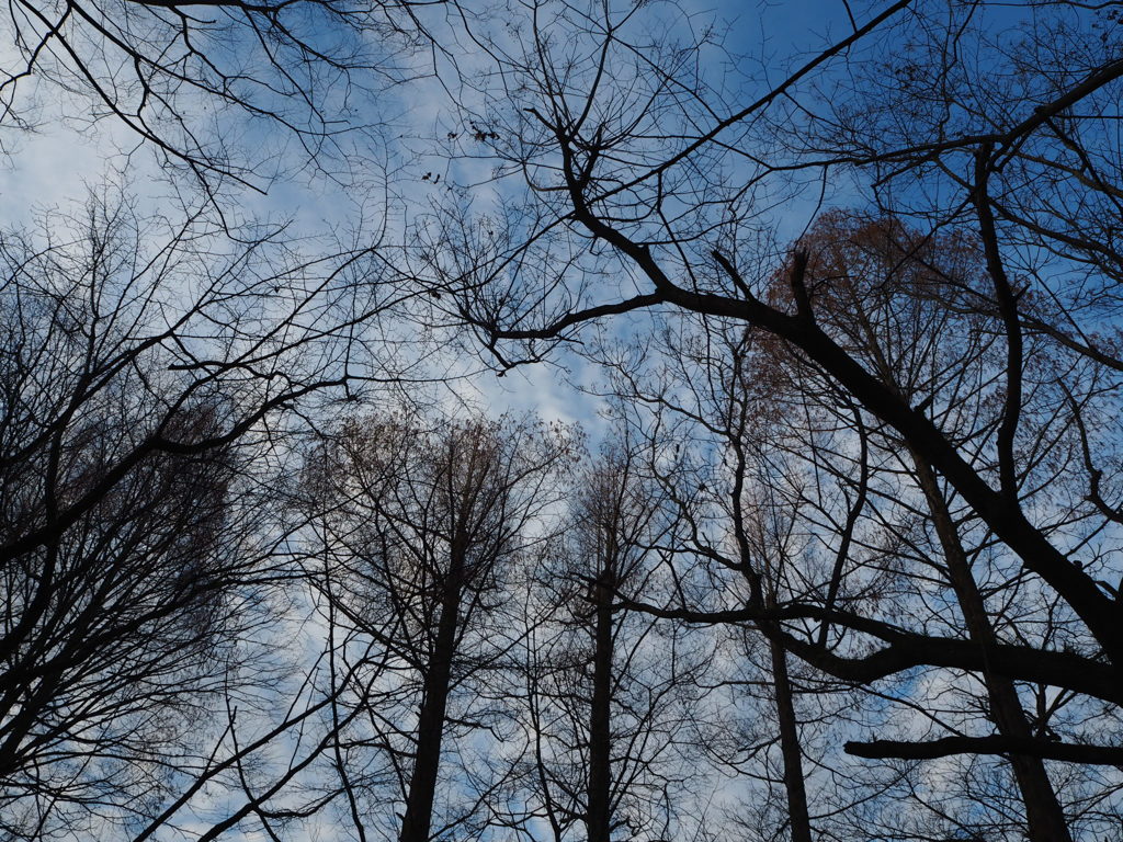 真冬の森と空