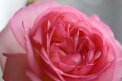 My Rose Garden102