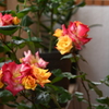 My Rose Garden136