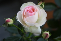 My Rose Garden86
