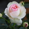 My Rose Garden86