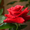 My Rose Garden145