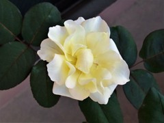 My Rose Garden11