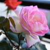 My Rose Garden91