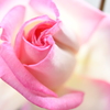 My Rose Garden71