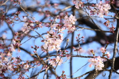 銀座・上野ブラ歩き３