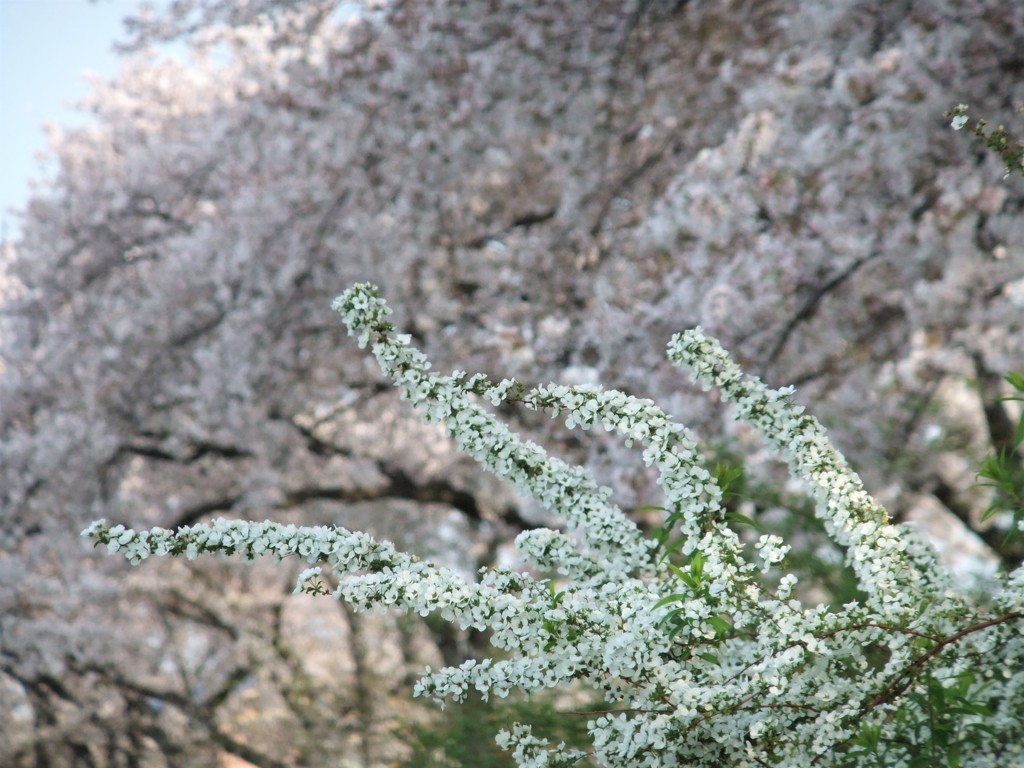 花・花・花３