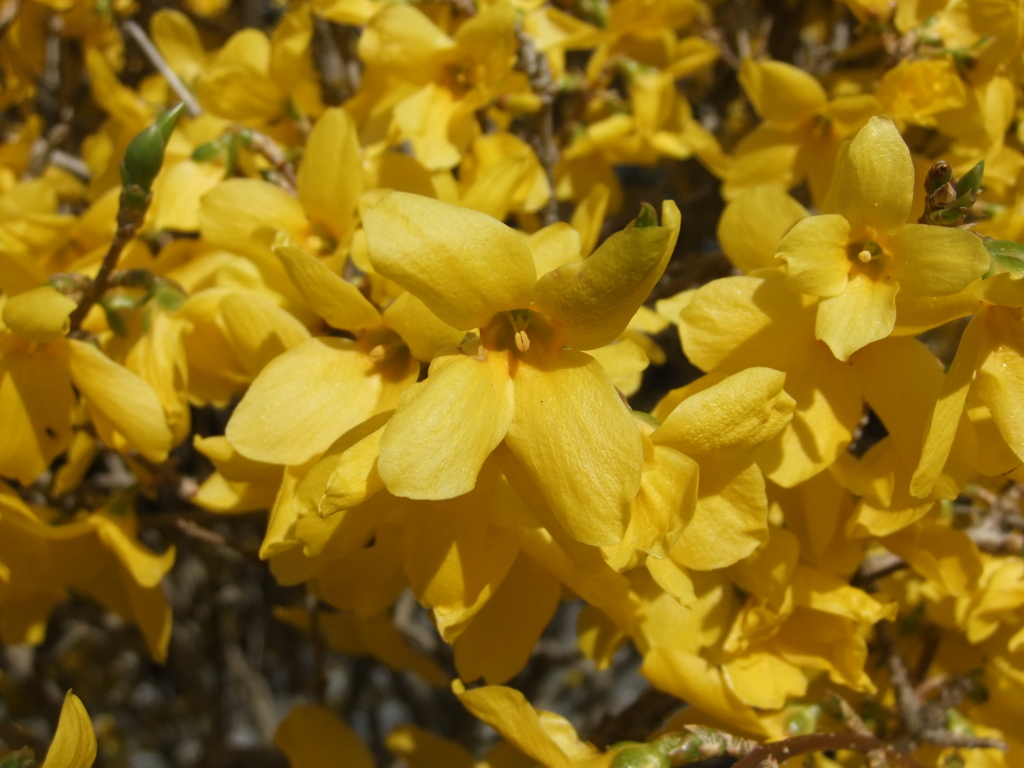 職場の花壇４