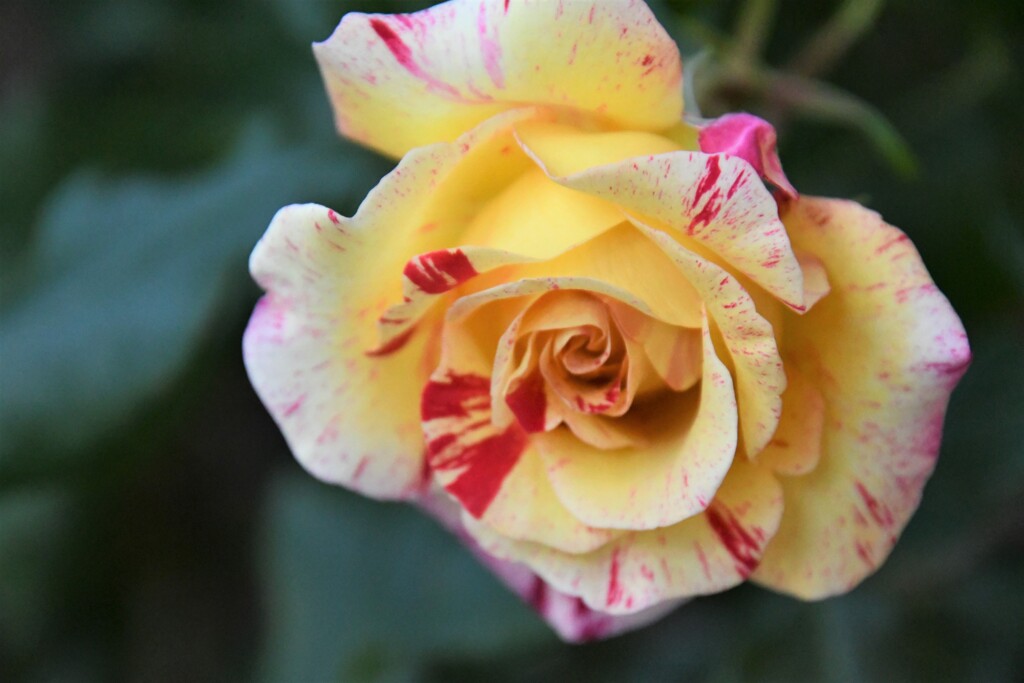 My Rose Garden168