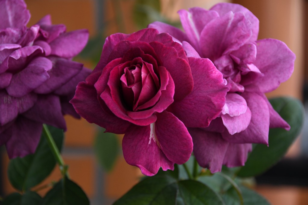 My Rose Garden44