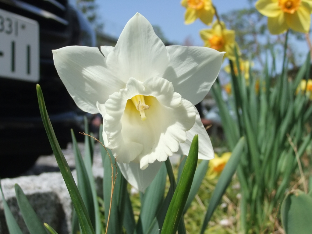 職場の花壇１