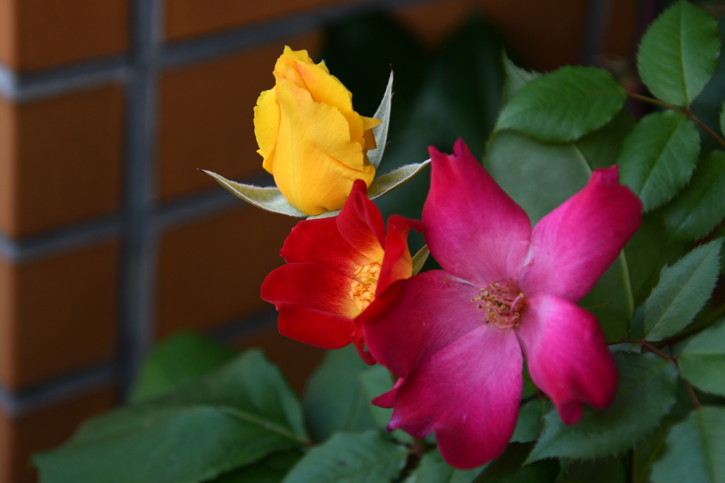 My Rose Garden126