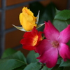 My Rose Garden126