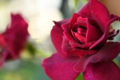My Rose Garden104