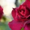 My Rose Garden104