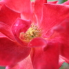 My Rose Garden51