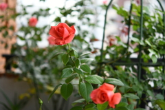 My Rose Garden149