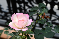 My Rose Garden7