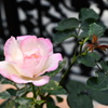 My Rose Garden7