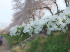 花・花・花４