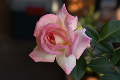 My Rose Garden29