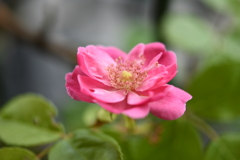 My Rose Garden74