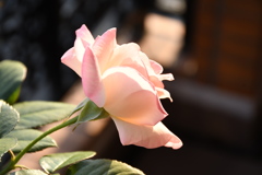 My Rose Garden30