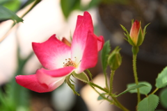 My Rose Garden60