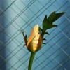 My Rose Garden18