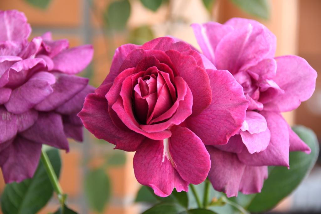 My Rose Garden39