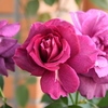 My Rose Garden39