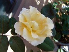 My Rose Garden9