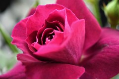 My Rose Garden96