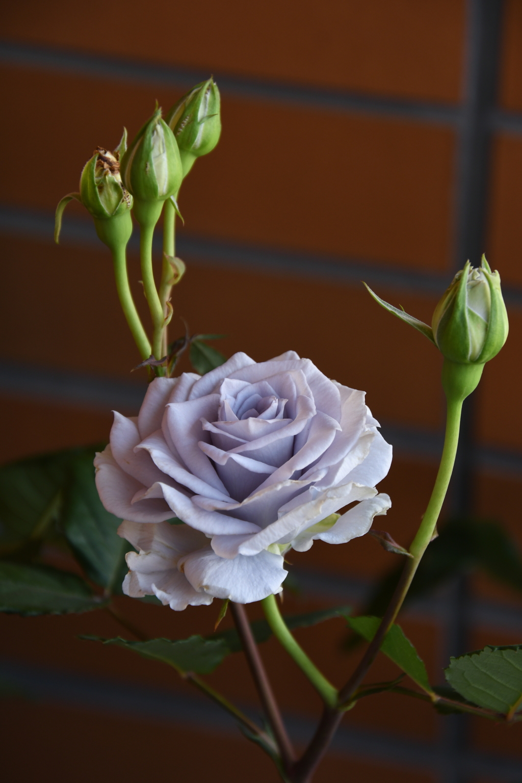 My Rose Garden123
