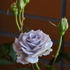 My Rose Garden123