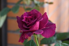 My Rose Garden33