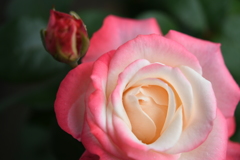 My Rose Garden45