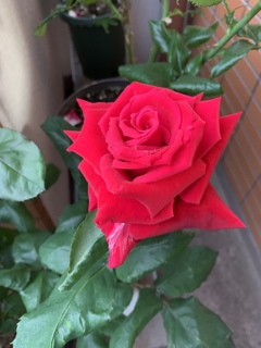 My Rose Garden143
