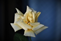 My Rose Garden42