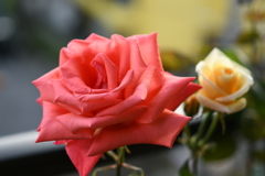 My Rose Garden46