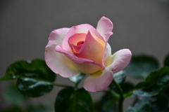 My Rose Garden2