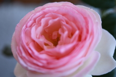 My Rose Garden89