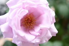 My Rose Garden70