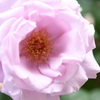 My Rose Garden70
