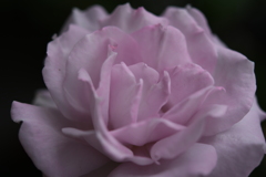 My Rose Garden154